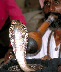 Nag Panchami 2019 will be celebrated by the devotees with dedication & devotion.